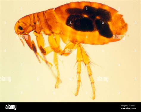 Light micrograph of the human flea, Pulex irritans. Fleas are tiny ...