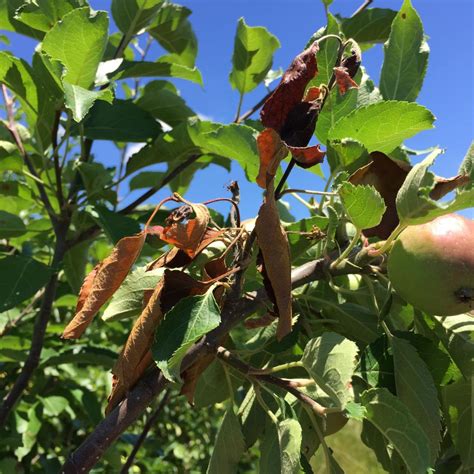 Fire Blight - Dawsons Tree Service