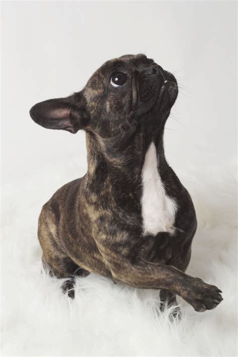 Pet Paw Preference: Is Your Pet Best Left or Right-Handed?