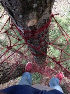 Image result for How to Bilde a Tree Nete
