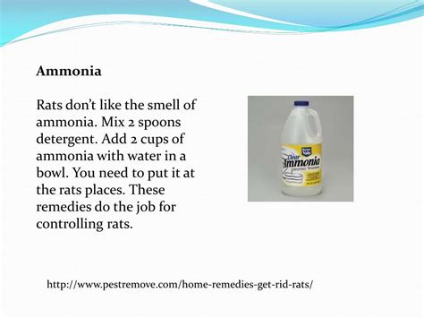 PPT - HOME REMEDIES TO GET RID OF RATS PowerPoint Presentation, free ...