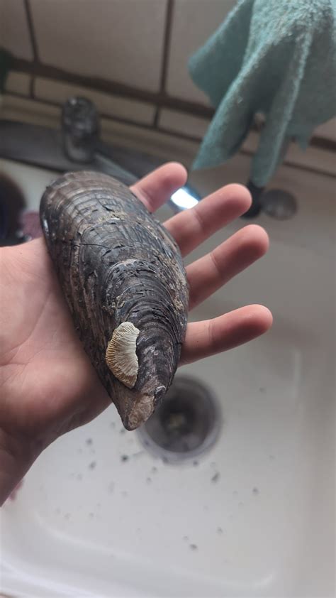 Image result for Muscle Shell