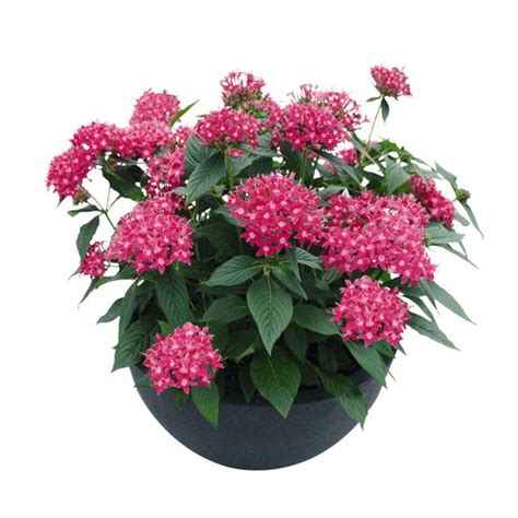 Pentas – ChhajedGarden.com