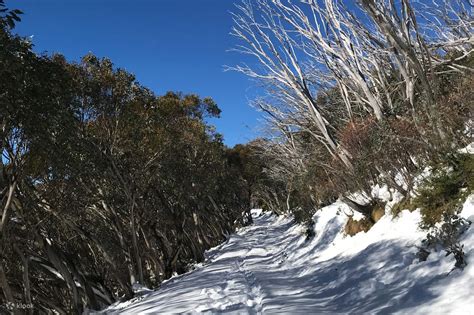 Mount Buller tour from Melbourne - Klook India