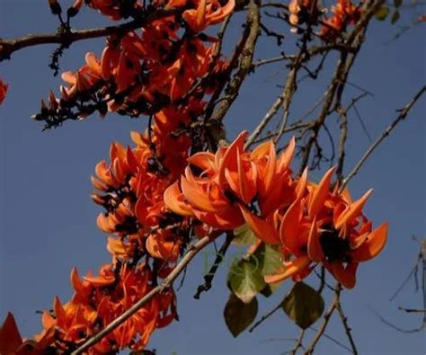 Extract - Niranjan Phal Powder Manufacturer from Ahmedabad