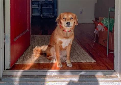 Pet Owner Rights: Laws For Keeping Dogs In Apartments In India – Wagr ...