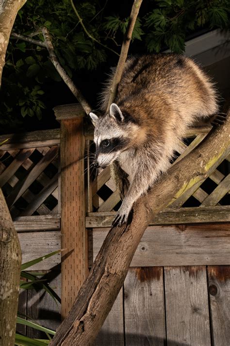 Are Raccoons Apart Of The Dog Or Cat Family