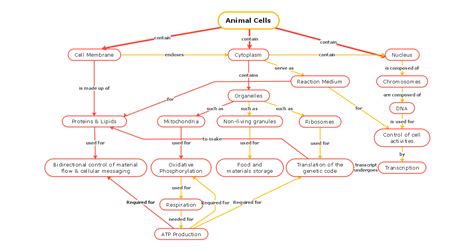 Cell Structure Concept Map 的图像结果