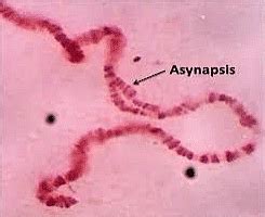 Chromosome Type Polytene and Lambrush - Zoology Optional Notes for UPSC ...
