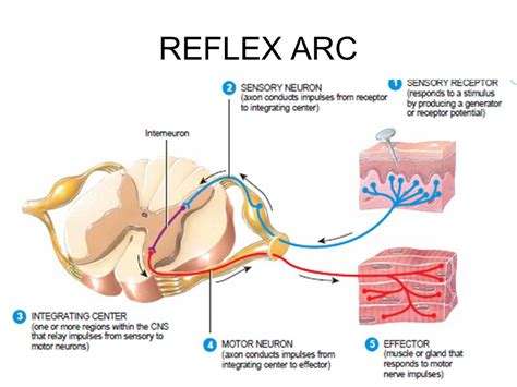 Image result for Cremasteric Reflex Function
