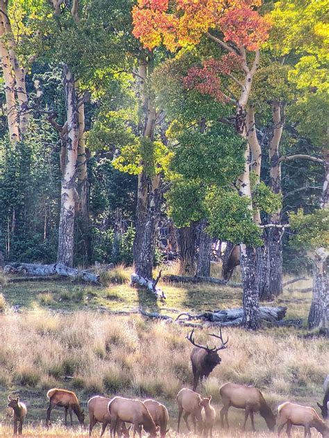 Southern Colorado Elk Hunting Season - Mirr Ranch Group