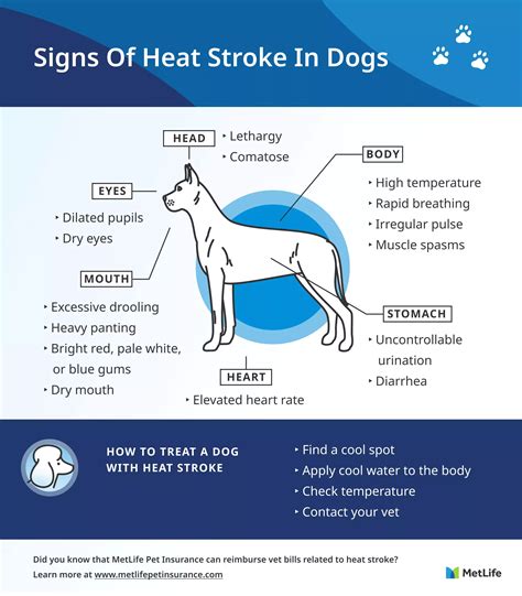 Heat Stroke In Dogs Complications