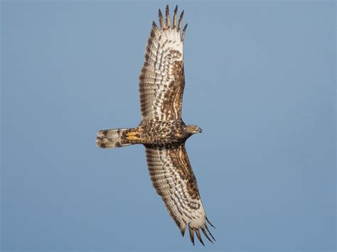 European Honey-buzzard - eBird