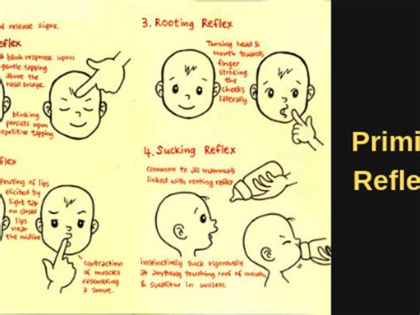 Newborn Reflex 的图像结果