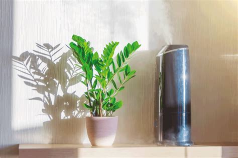 Image result for How to Use a Humidifier