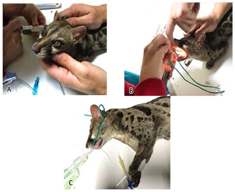 Study of the Skull and Brain in a Cape Genet (Genetta tigrina) Using ...