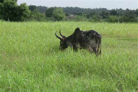 Organic farm | Organic Farming in chennai | Country Chicken farm in Chennai