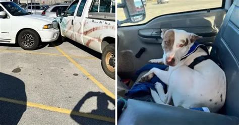 Driver Who Crashed Into Two Cars Turns Out To Be A Dog