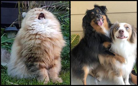 Cutest Zoo Animals 的图像结果