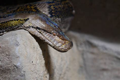 Image result for Reticulated Python Enclosure