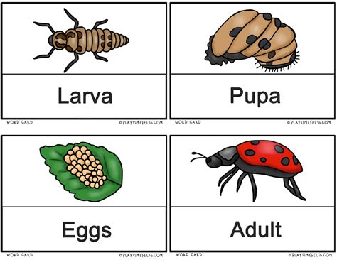 Image result for Ladybug Life Cycle Printable
