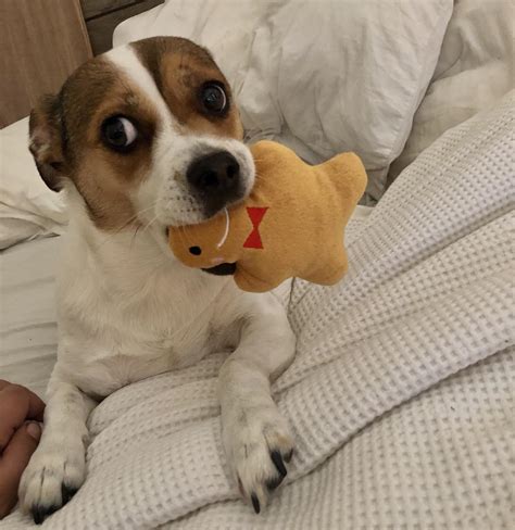 No take, only throw! : r/aww