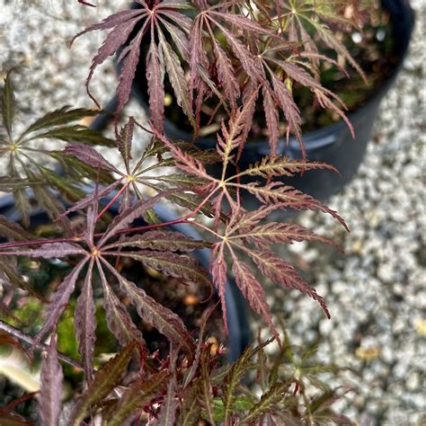 Acer palmatum var. dissectum ‘Crimson Queen’ | Piedmont Carolina Nursery