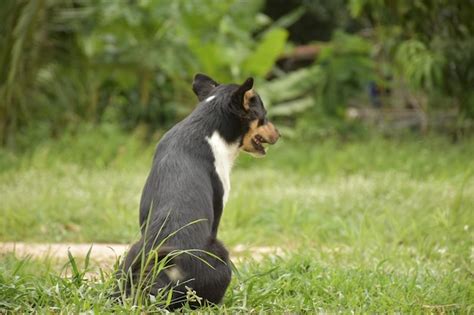 View of a dog on grass | Premium Photo