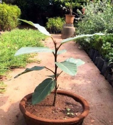 Radhe Gular/Cluster Fig Plant Price in India - Buy Radhe Gular/Cluster ...