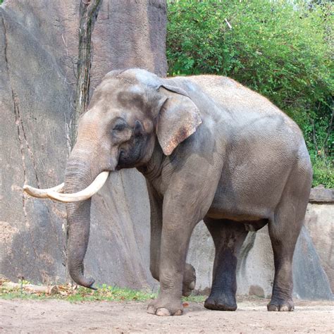 Proboscidea - Asian Elephant