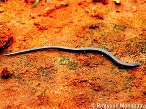 Madhya Pradesh State Biodiversity Board