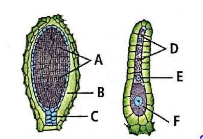 Refer to the following figures regarding Division Bryophyta. (i) 'A ...