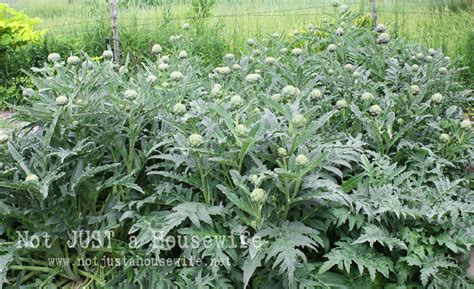 Why Is My Artichoke Not Growing at Nancy Milne blog