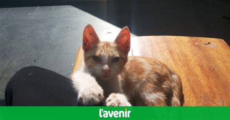 La ZAD d'Arlon n'est pas totalement évacuée car... un chat n'a pas su ...