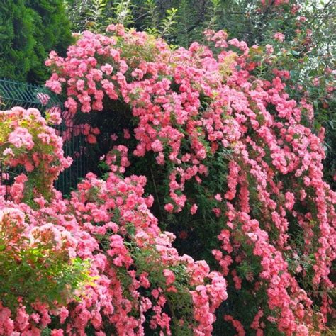 Types Of Climbing Roses
