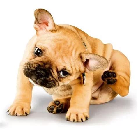 Concern – tagged "Fungal Infection/ Rashes" – Papa Pawsome