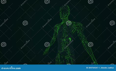 Image result for Animation On Lymphatic System