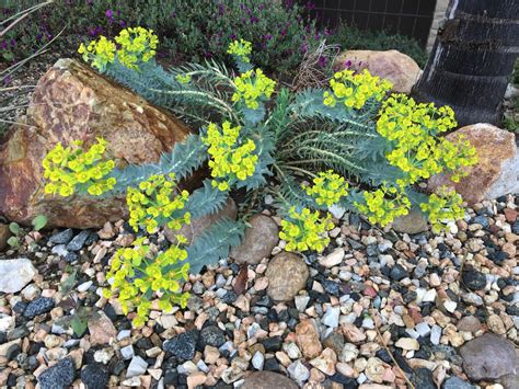 Gopher Spurge - Euphorbia rigida - Oh The Places You'll Grow