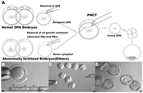 Exploration of the Cytoplasmic Function of Abnormally Fertilized ...