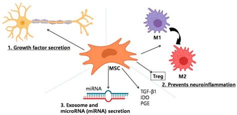 Stem Cell Therapy for Modulating Neuroinflammation in Neuropathic Pain