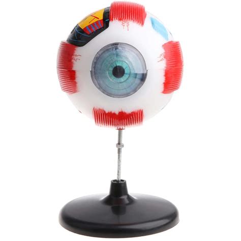 Buy Anatomical Model Disassembled Human Eye Ball Anatomy Model Lab ...