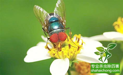 灭苍蝇的治理方法有哪几种-蝇类防治-除四害消杀灭虫网