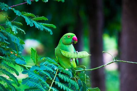 Image result for Simple Parrot Treets