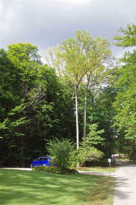 Tutorial On Making Fake Trees for Train 的图像结果