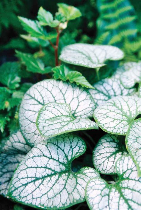 19 Silver-Leaf Plants to Bring Out the Best in Your Garden
