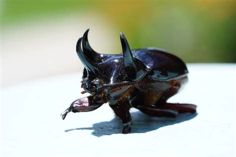 Ox Beetle: Identification, Life Cycle, Damage, Treatment, FAQs