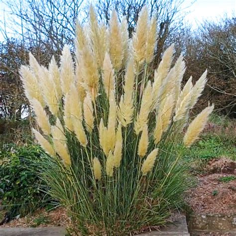 Buy Pampas Grass, Cortaderia selloana (white) - Plant at Nursery Nisarga