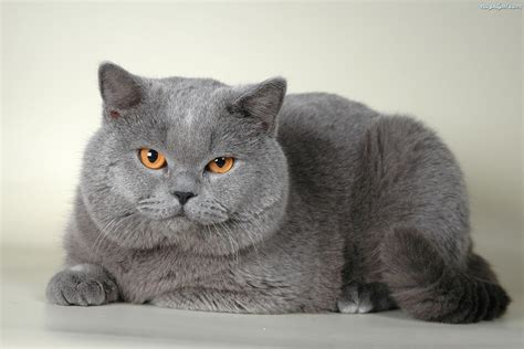 british shorthair male vs female