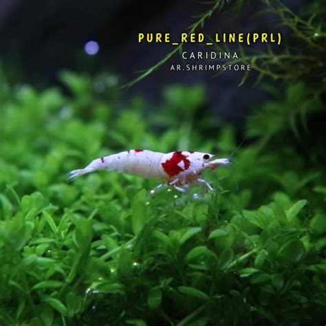 Jual udang hias pure red line (PRL) jenis caridina aquascape aquarium ...