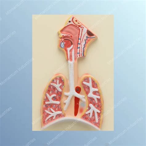 Respiratory System Models - MI Human Respiratory System Small Model ...